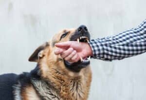 Angry dog biting a person's arm 